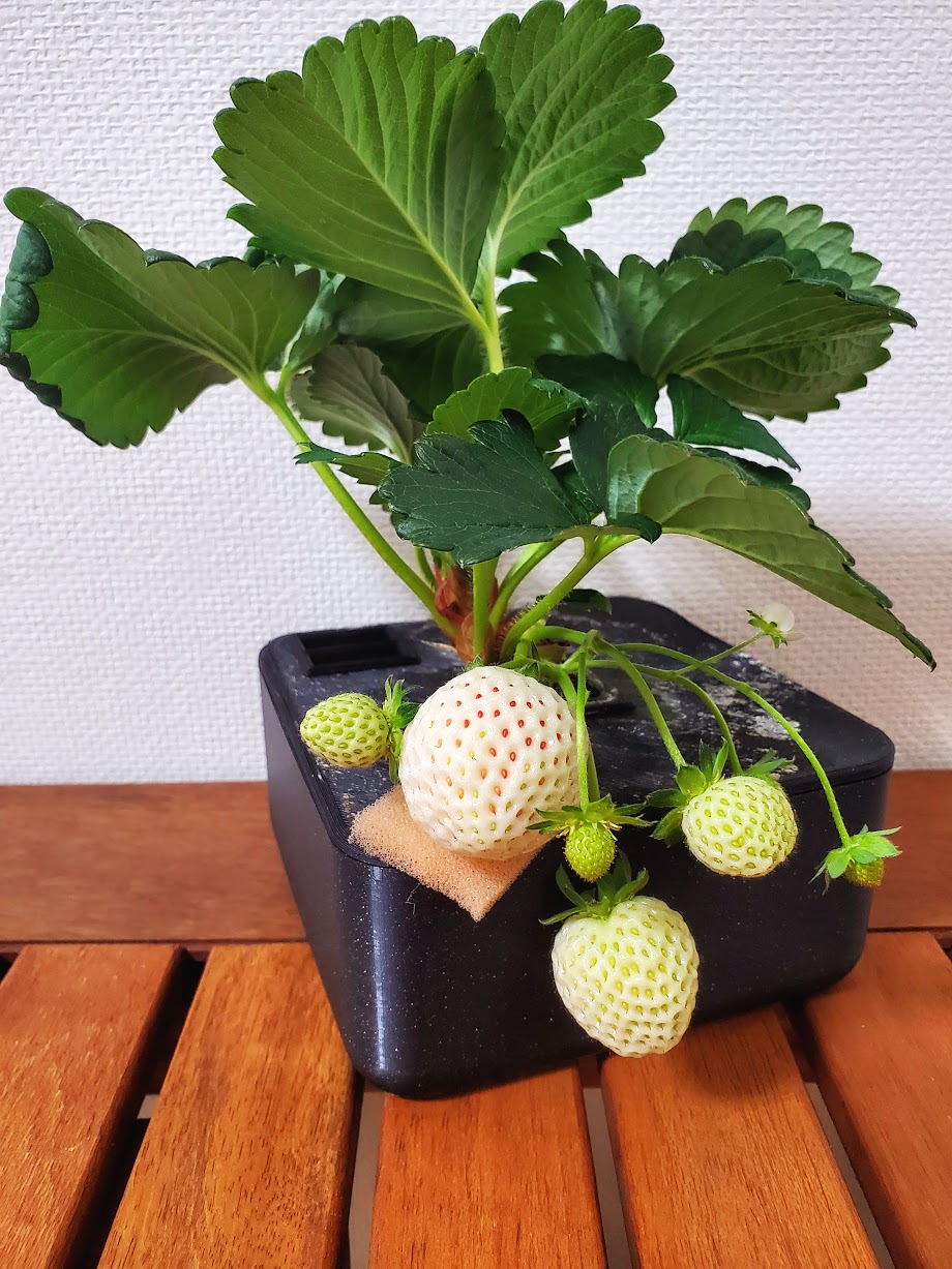 L (Large hydroponic planter compatible with depth sensor)