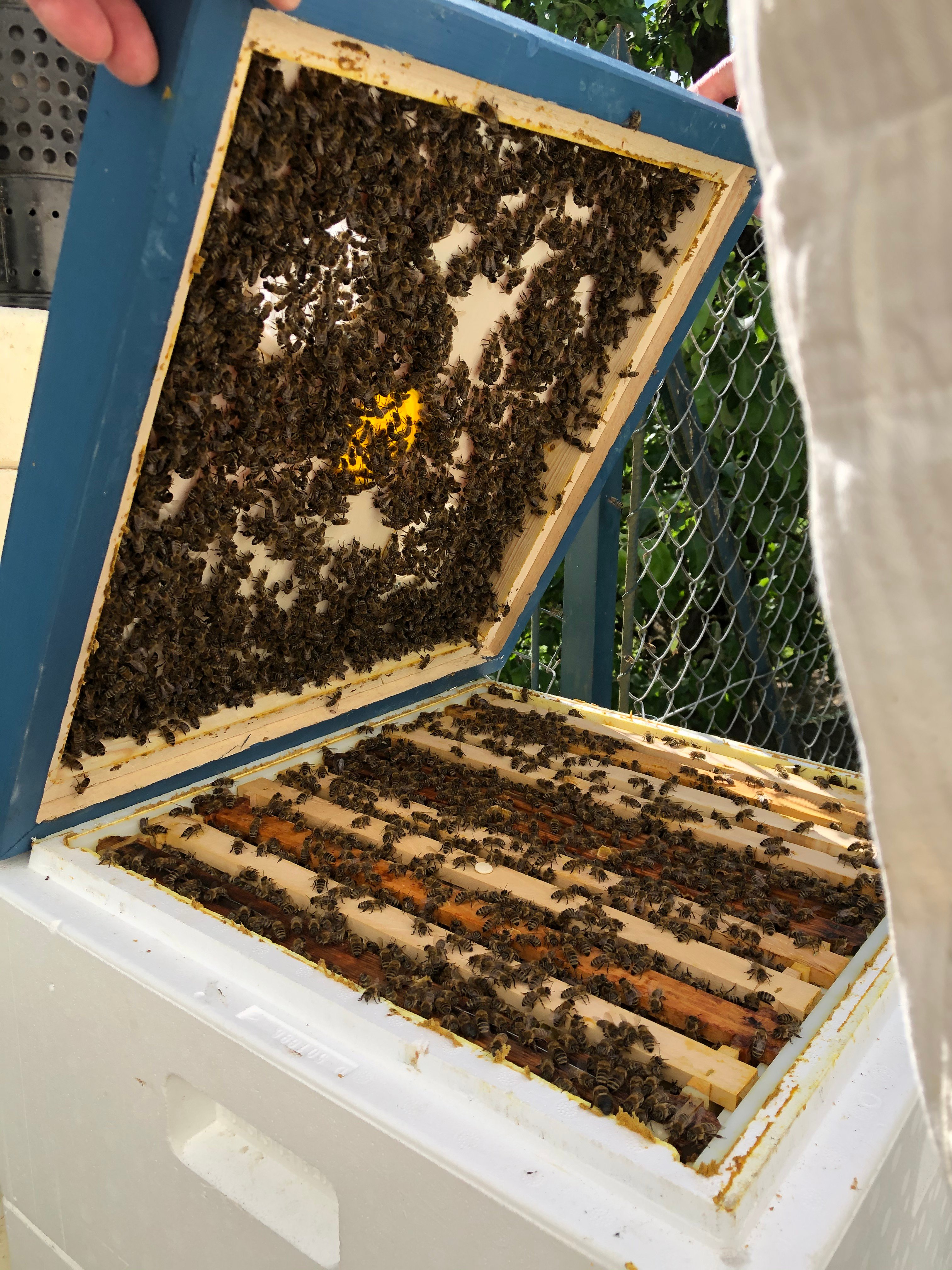 Bienenflucht Ø74 Seeberger Beute Honigbiene Honeybee Escape