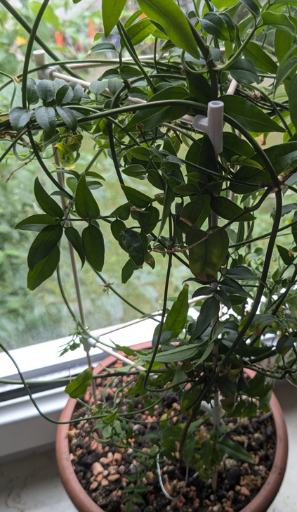 Modular Plant Trellis / Climbing Aid