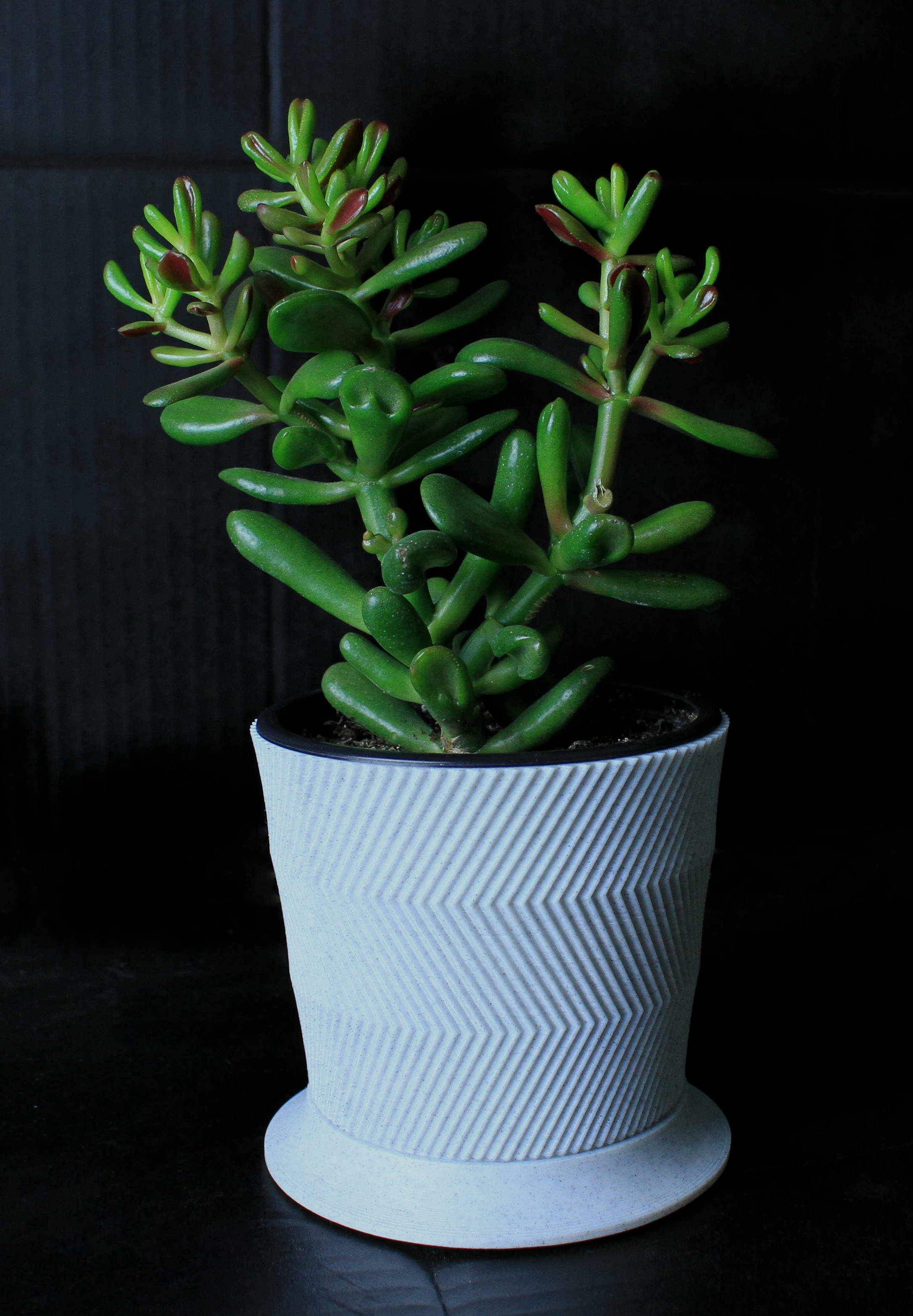 Cat "proof" Succulent  Pot
