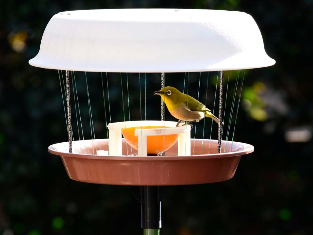 Bird Food Table
