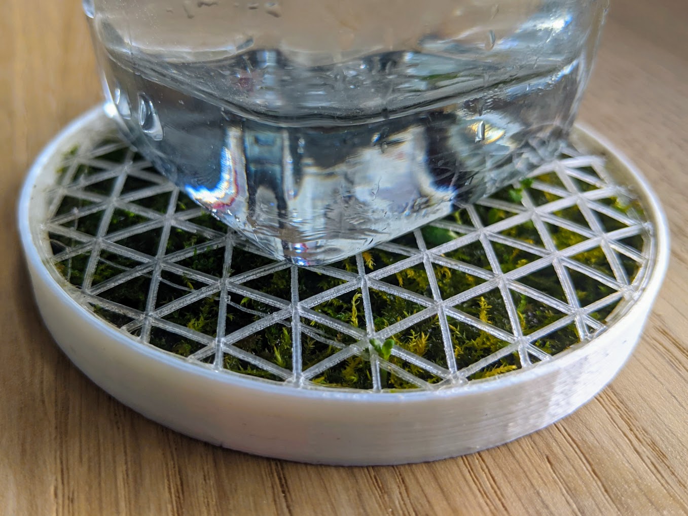 Moss Coaster