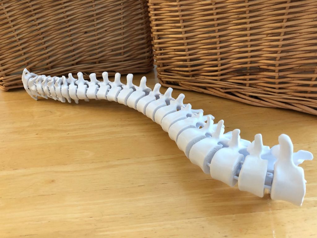 Flexible Three-Quarter Spine Model with Display Stand