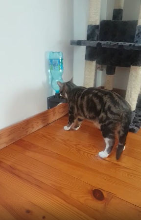 Wall mounted water trough for messy cat or dog