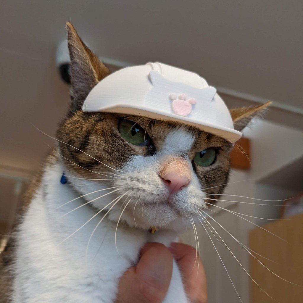 A Hard Hat for Cat
