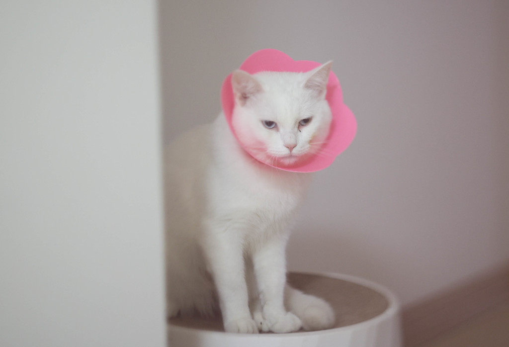 Elizabethan Collars for cats