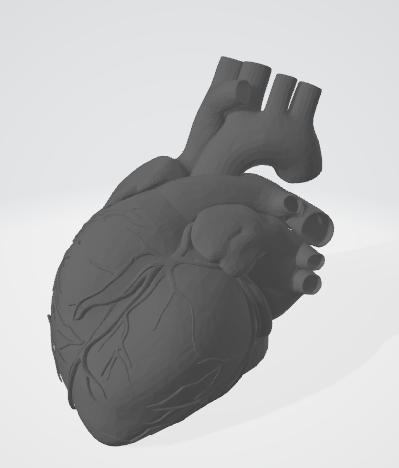 Anatomical Human Heart - easy print with supports