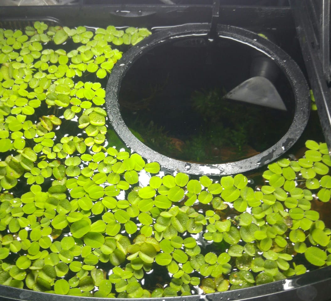 Aquarium Feeding Ring / Floating Plant Separator