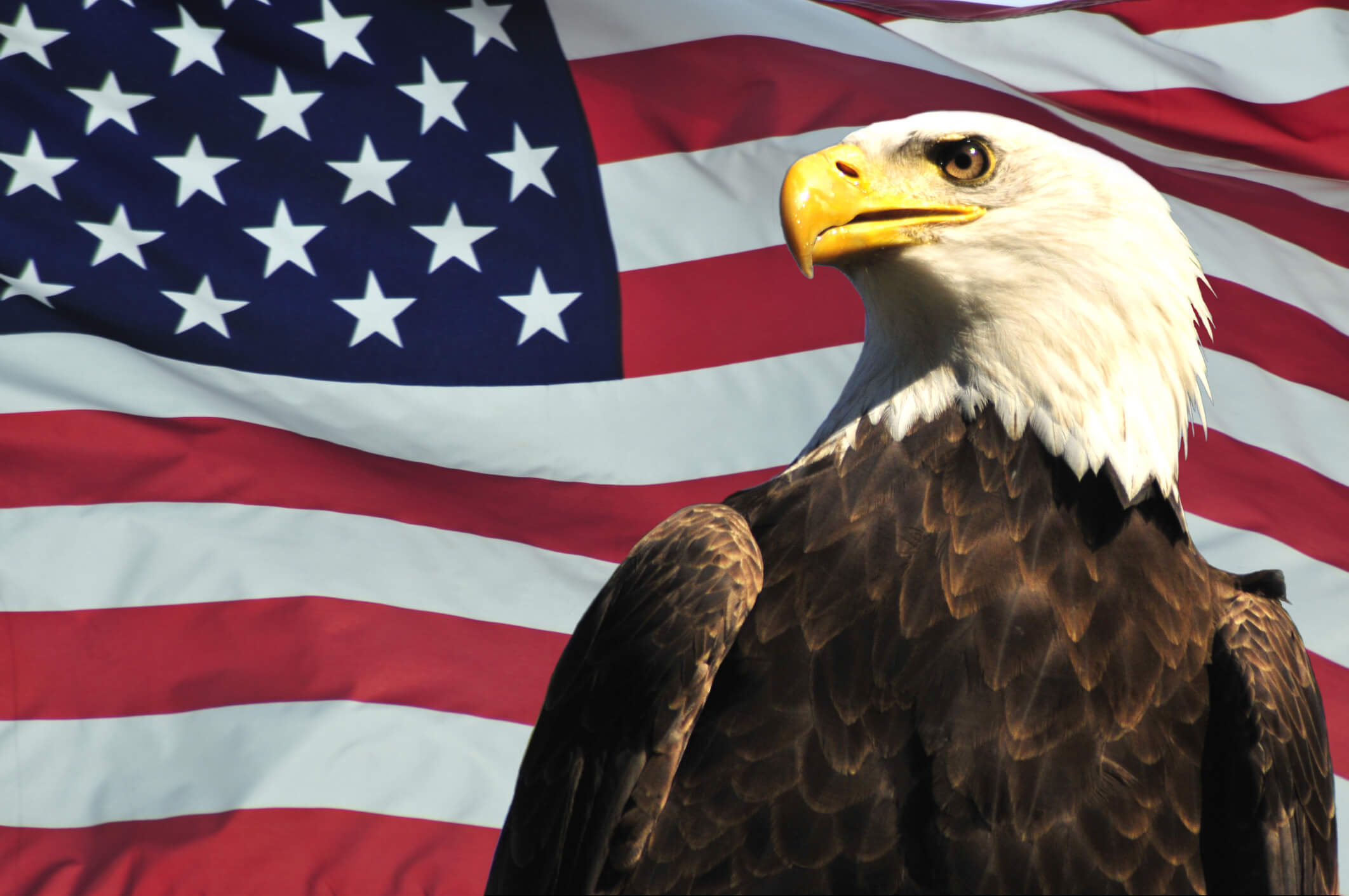 Звук орла америка. Символ Америки белоголовый Орлан. Белоголовый Орлан на флаге США. Американский белоголовый Орел. Белоголовый Орлан на гербе США.