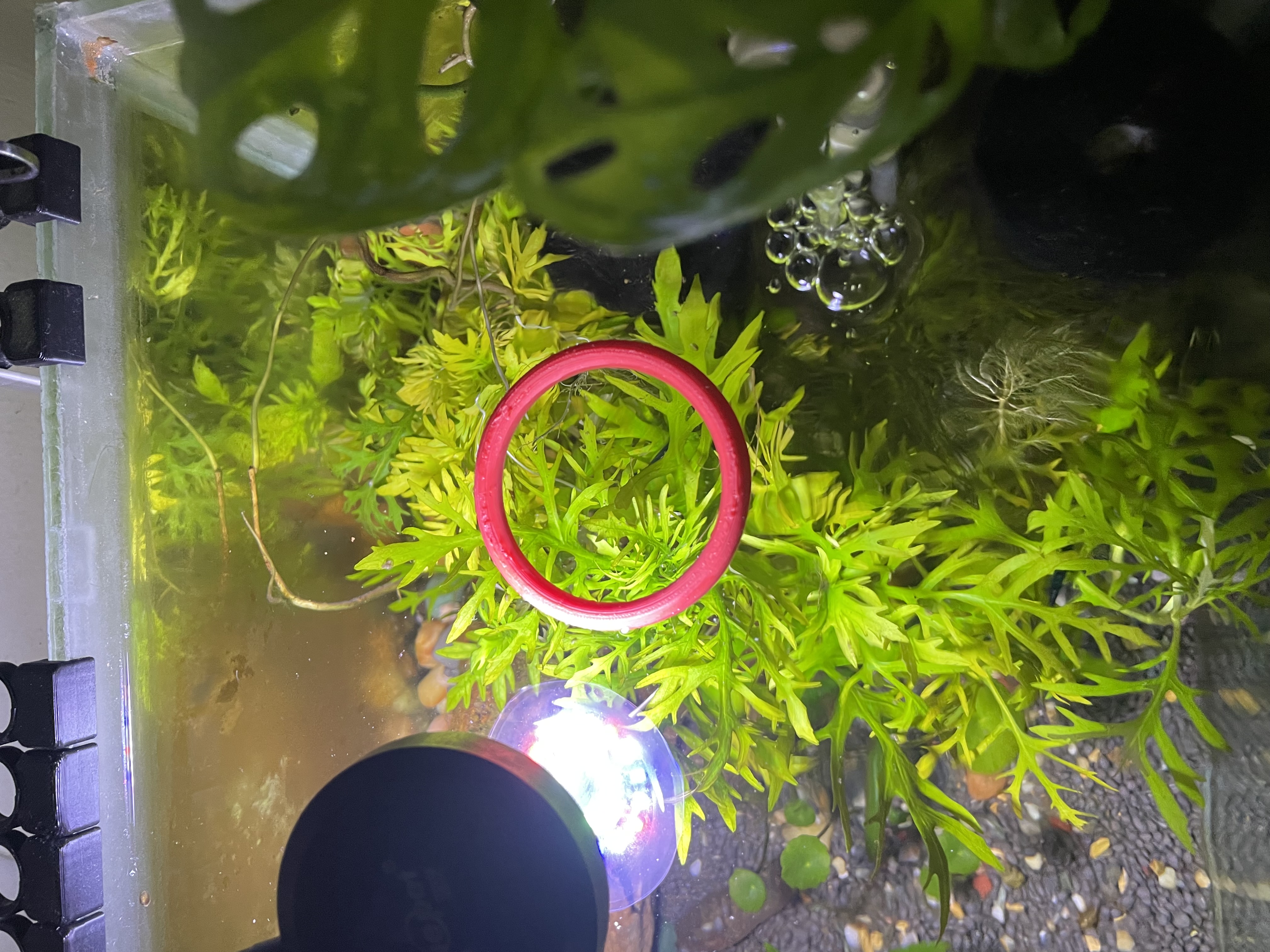 Aquarium Fish Feeding Floating Ring