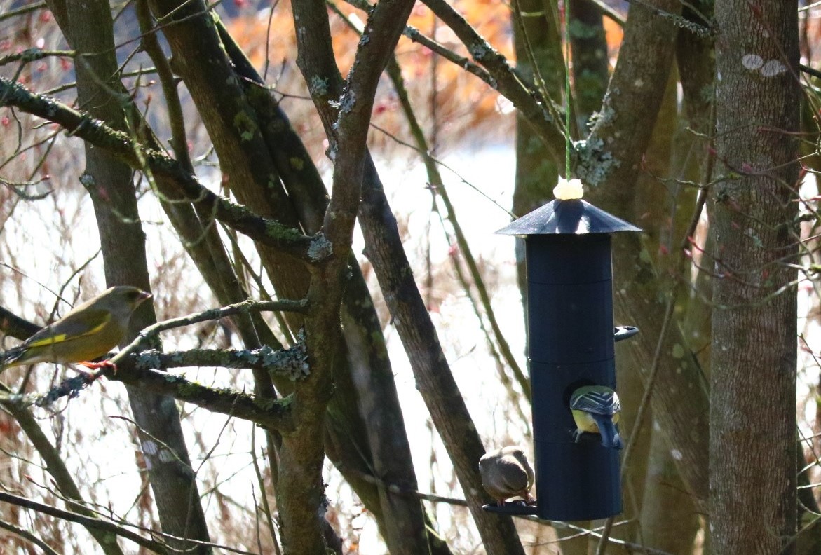 Vogelfutterhäuschen / bird feeder