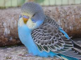 CrystalParakeet