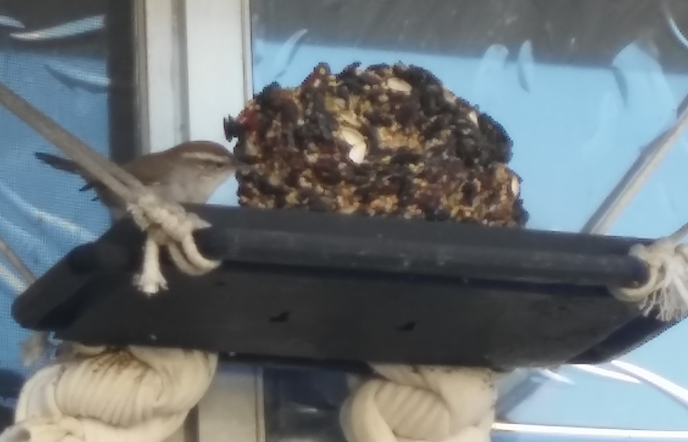 Bird Trail Mix Feeder Tray