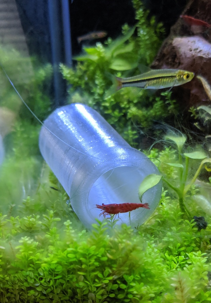 Freshwater dwarf shrimp trap