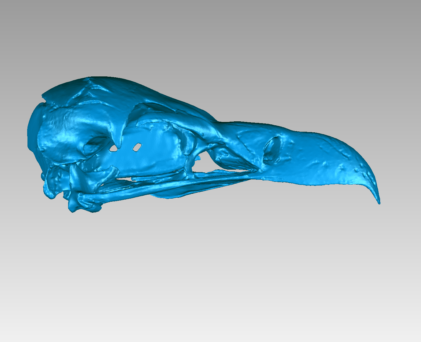 Skull of a Griffon Vulture (Gyps fulvus)