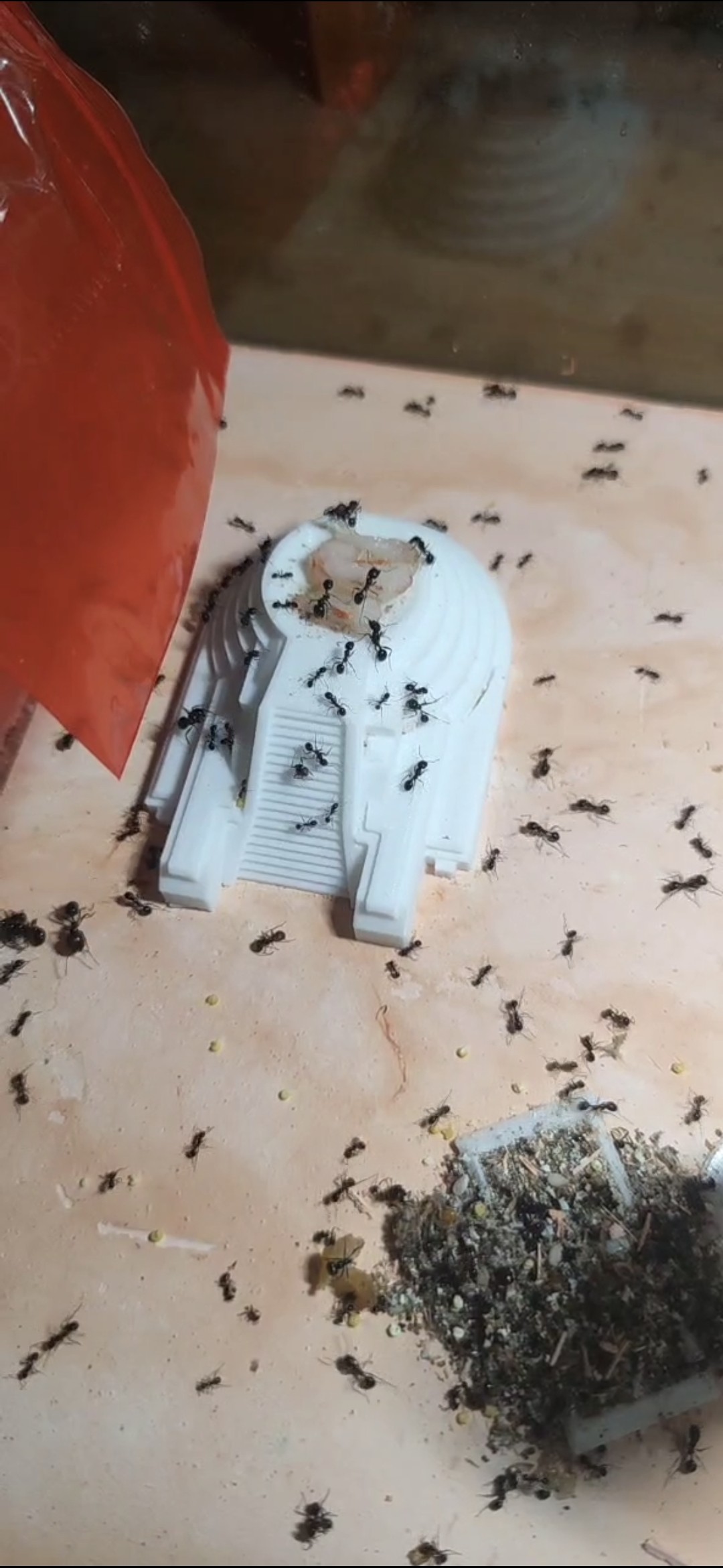 Aztec Temple Ant feeding basin blow