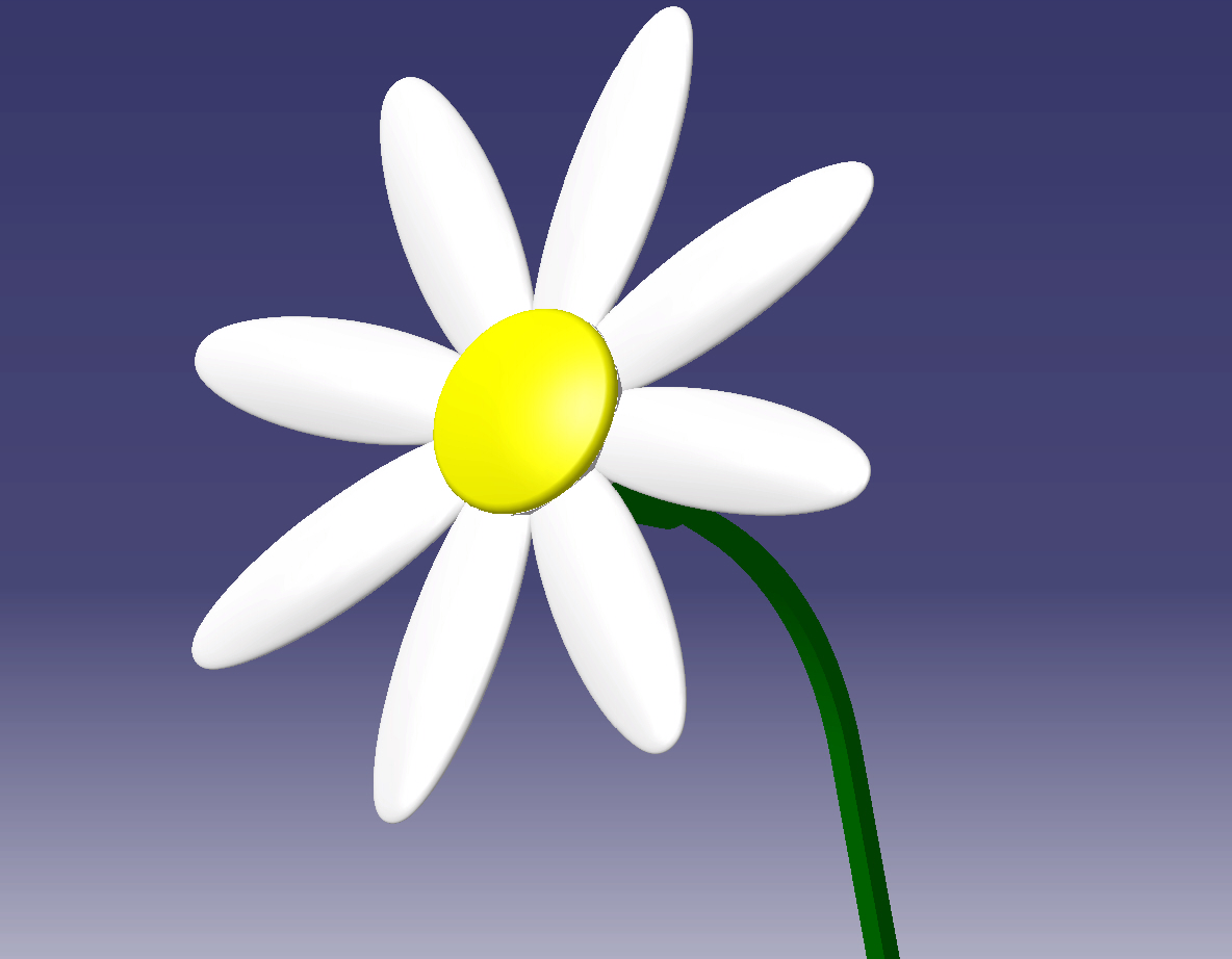 Daisy - Marguerite