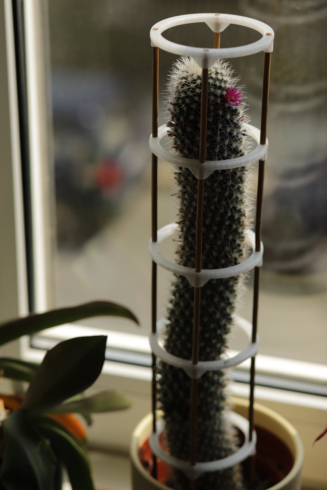 Plant support ring (designed for a large cactus)