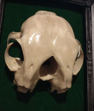 Conjoined cat skull
