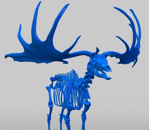 Giant Deer (Skeleton) by Natural History Museum of Vienna