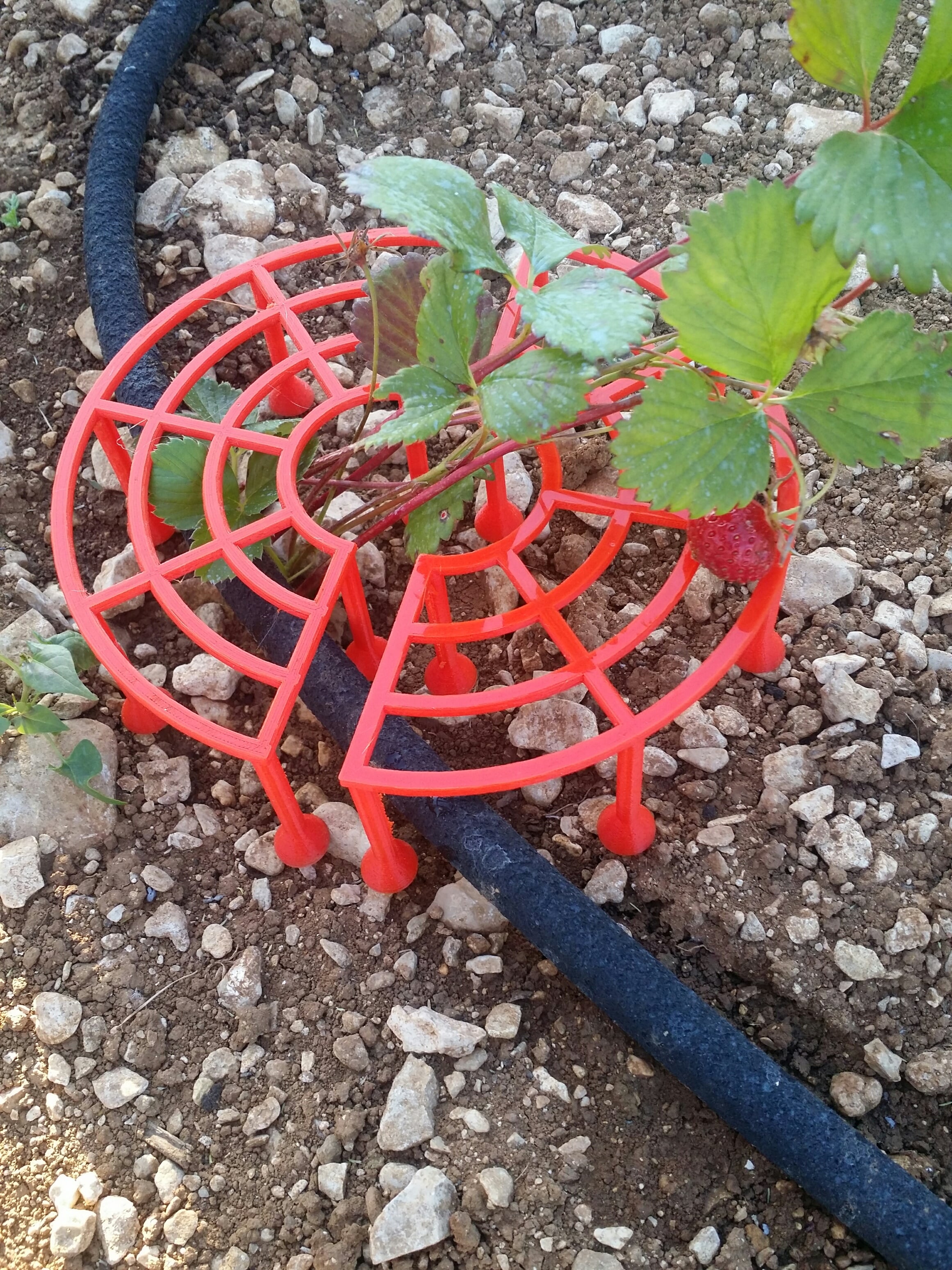 support fraisier / support for strawberry