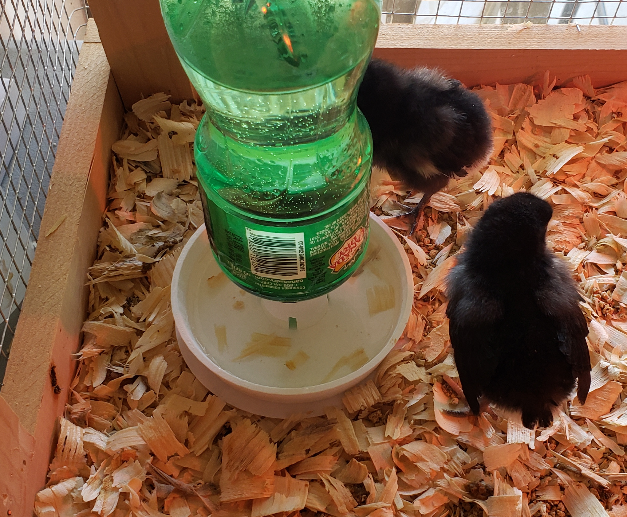 Chick Water Feeder Larger