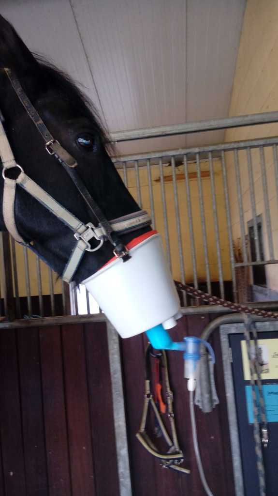 Inhalation adapter for horses