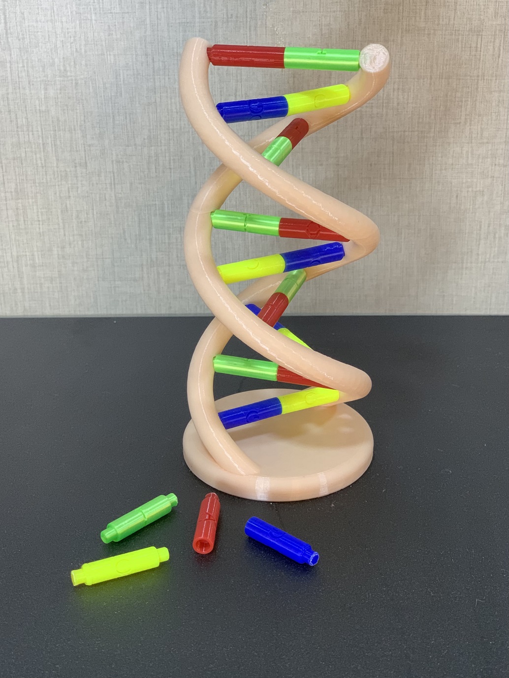 DNA model