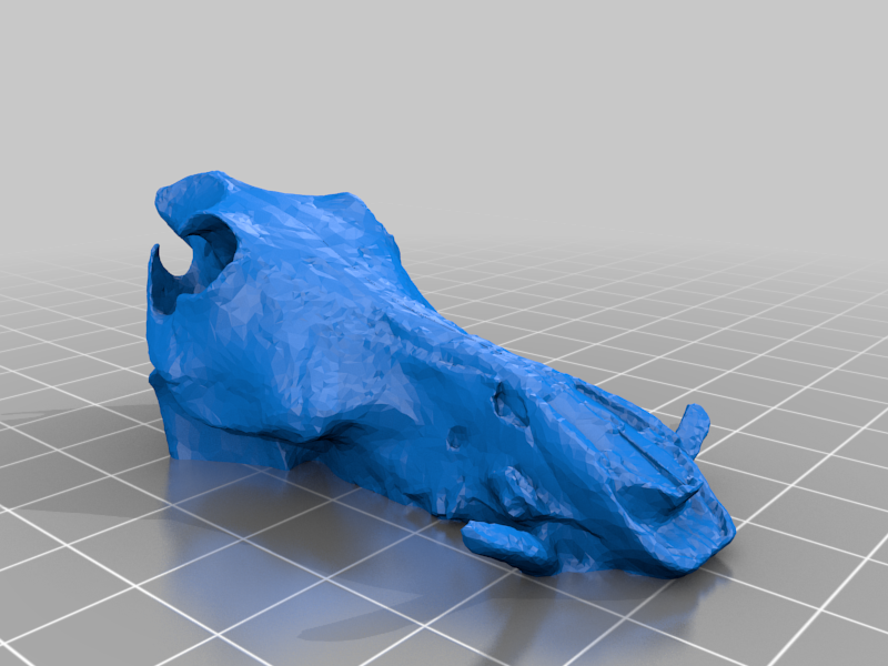 Animal Skull Collectables