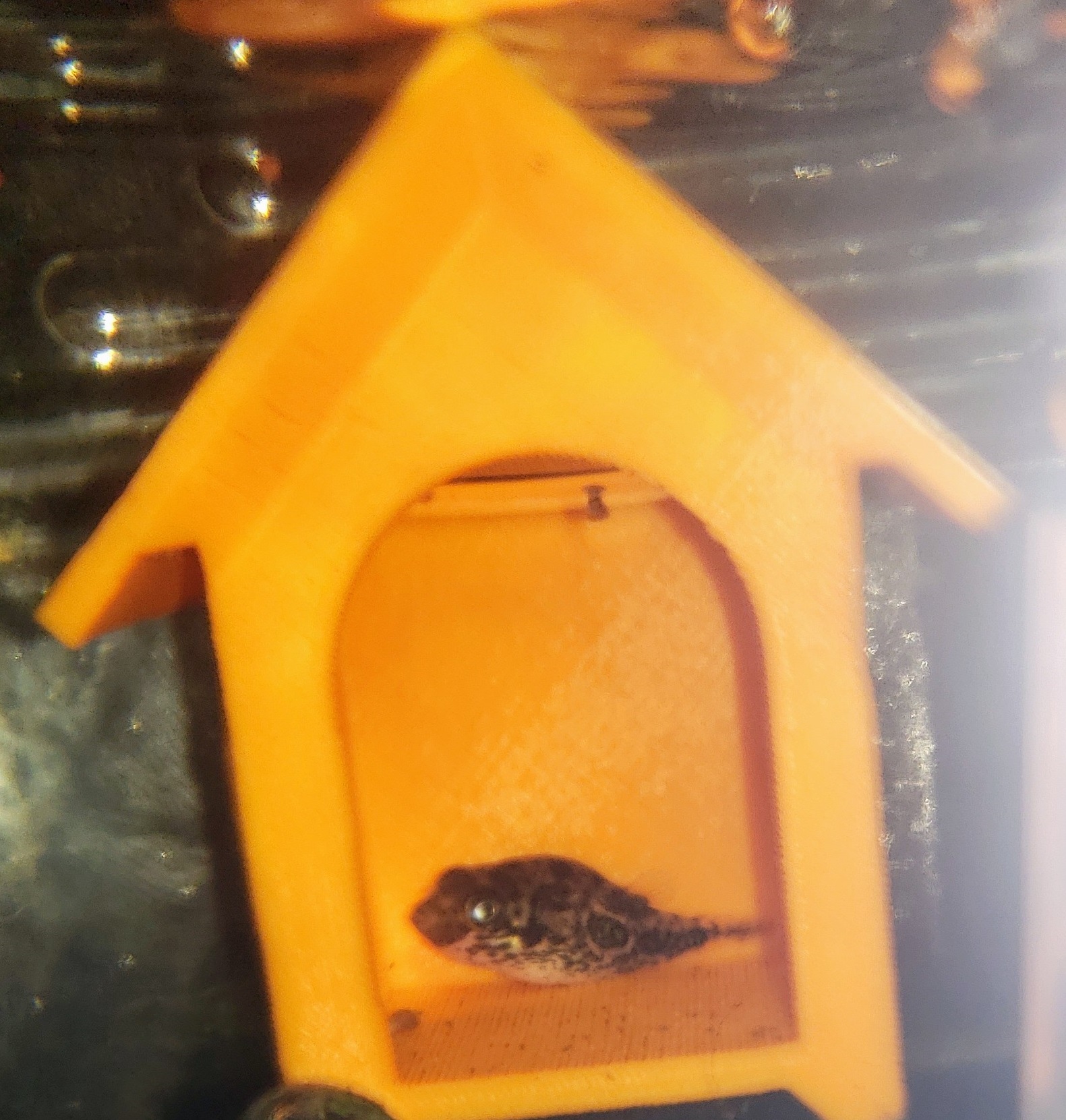 Fish / Shrimp / Snail House
