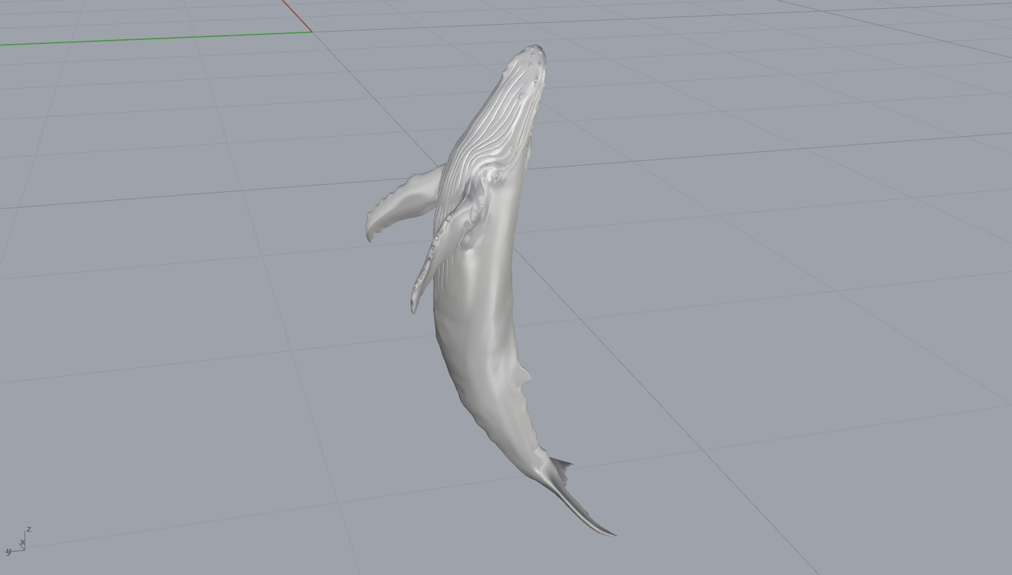 Humpback Whale