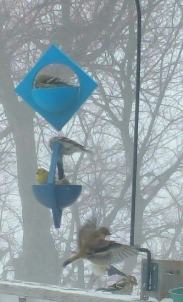 Hanging Cup Bird Feeder