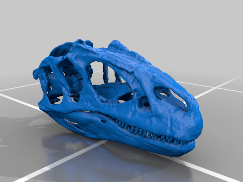 Allosaurus Skull (with teeth)