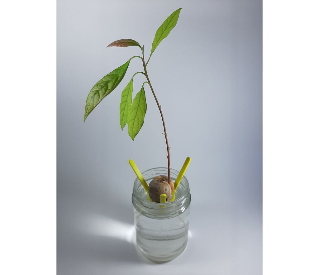 Avocado Seed Holder