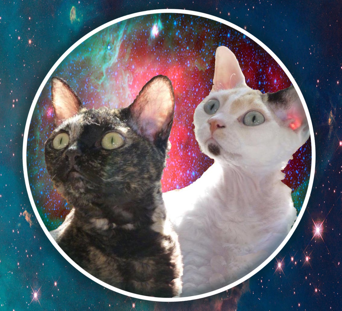 dharmapoop