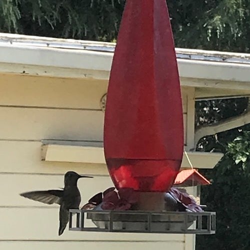 hummingbird feeder bottom + footrest