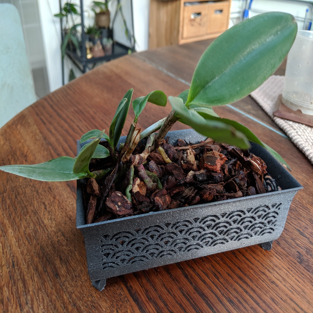 Wide orchid planter