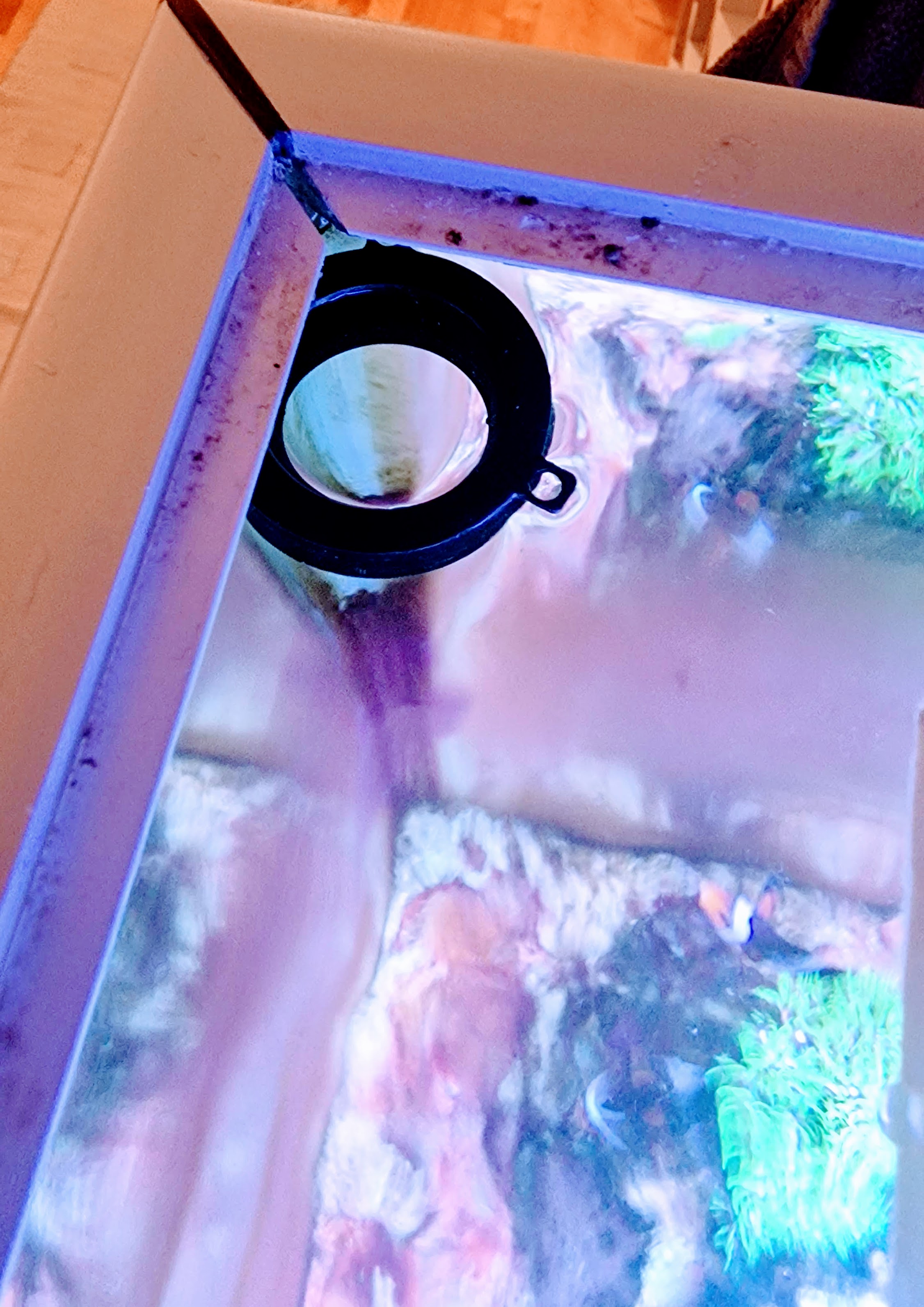 Simple Fish-feeder
