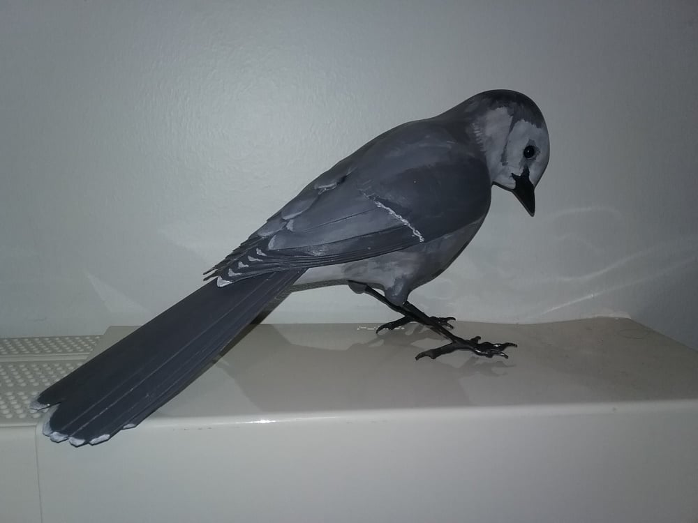 Gray Jay