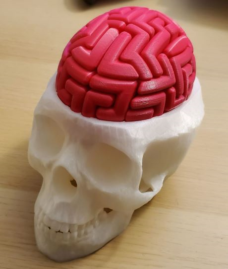 Dr Brain Breaker Real Skull