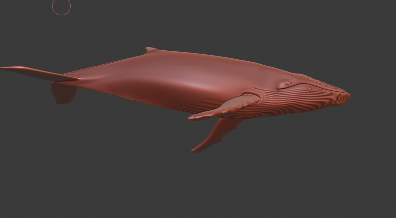 Blue  Humpback  whale