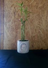 Lucky Cat Planter Pot