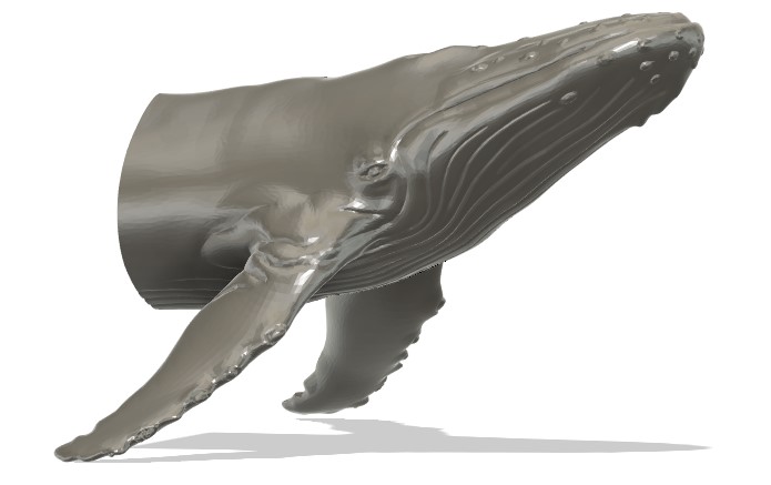 Humpback Whale Mount