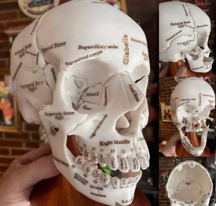 Annotated Anatomical Human Skull in 18 pieces magnetically assembled.