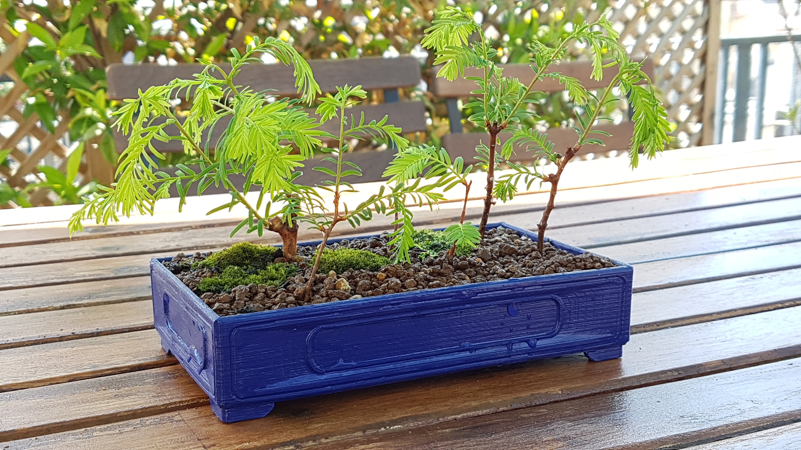 Typical Bonsaï Pot (17x10cm)