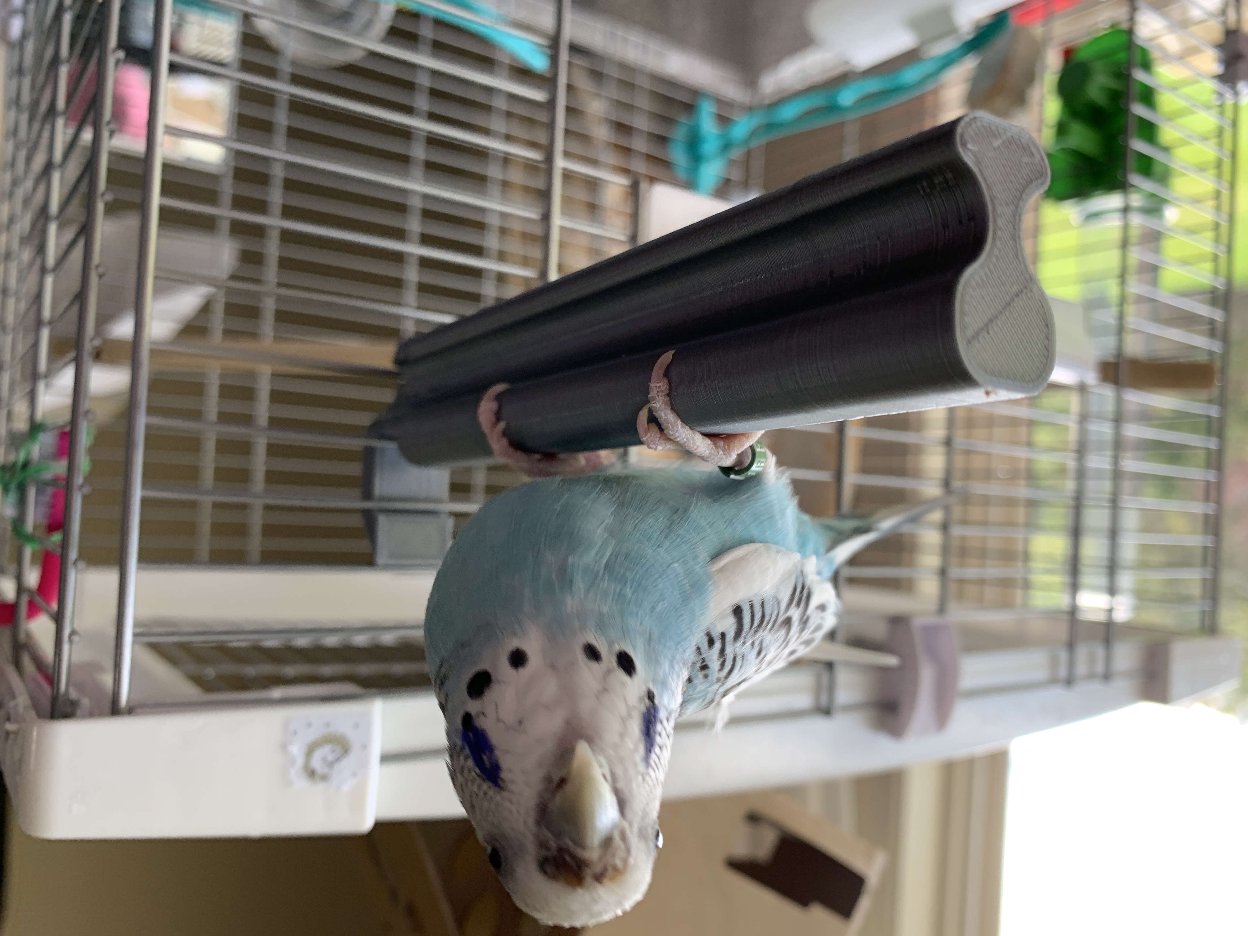 Pet Parakeet Cage Perch