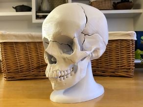 Filigree Anatomical Skull - Pre-supported STL 3D model 3D