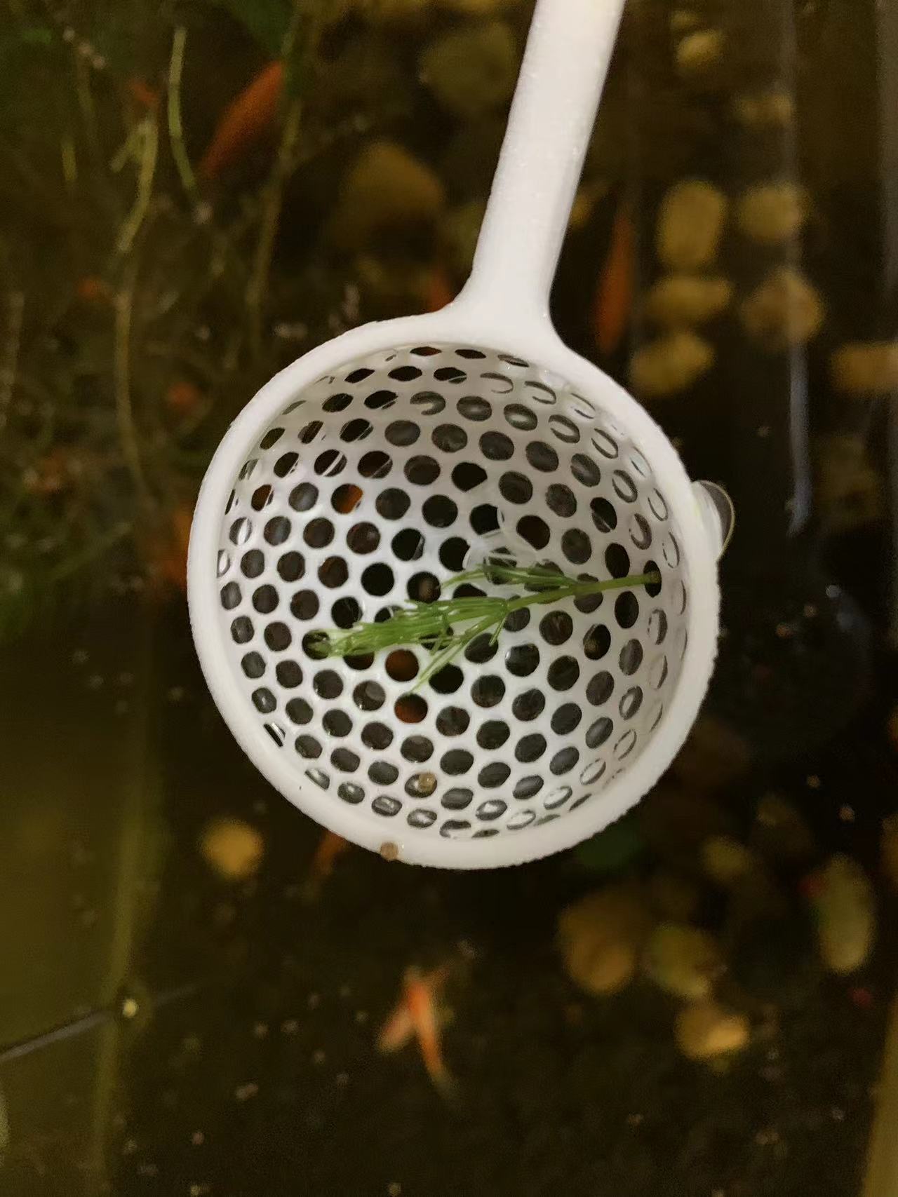 Small Fish Net