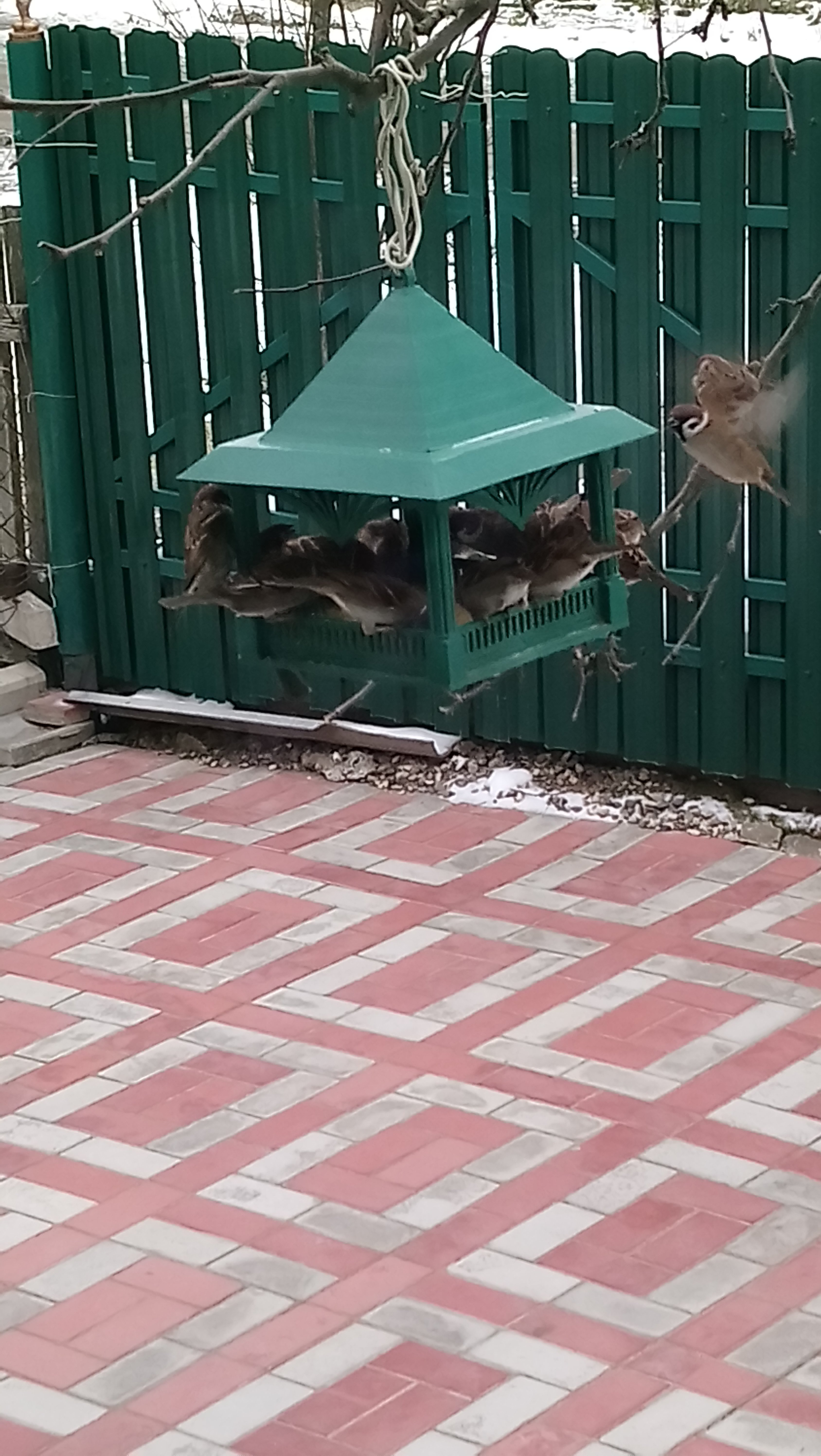 bird house