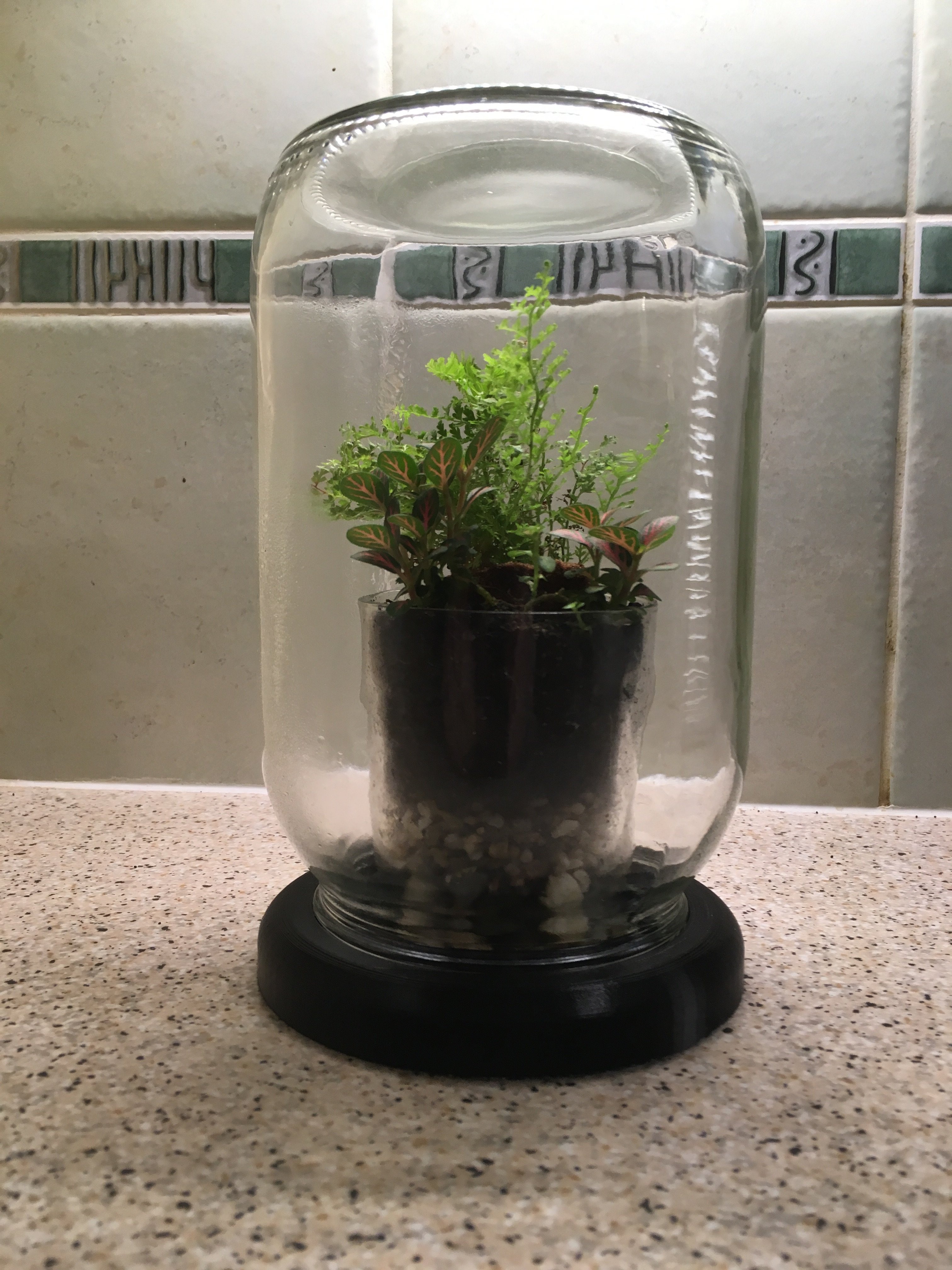 Olive Jar Terrarium